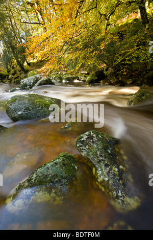 Plym Dewerstone la rivière qui coule à travers bois en automne, Dartmoor National Park, Devon, Angleterre. Octobre 2008 Banque D'Images