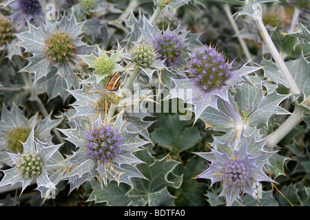 Eryngium maritimum mer holly, vivace, à feuilles persistantes sur Beach en Normandie, France. Banque D'Images