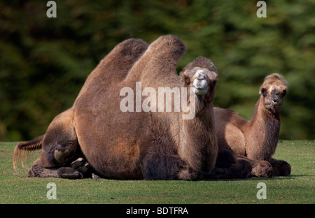 Chameau de Bactriane (Camelus bactrianus) Mère et son petit Banque D'Images