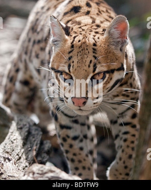 L'Ocelot (leopardus pardalis) Banque D'Images