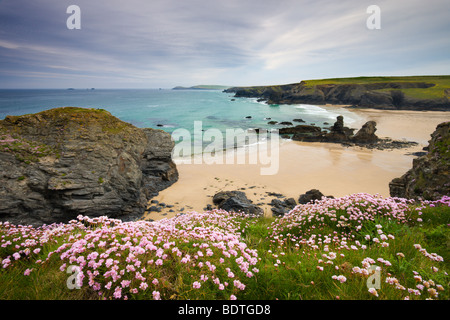 De plus en plus sur la Sea Thrift Cornish clifftops au-dessus de la baie de Porthcothan, Cornwall, Angleterre. Printemps (mai) 2009 Banque D'Images