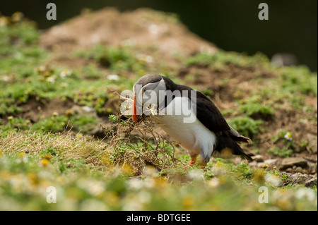 Macareux moine (Fratercula arctica) la collecte des matériaux de nidification sur l'île de Skomer Banque D'Images