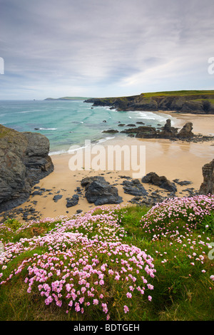 De plus en plus sur la Sea Thrift Cornish clifftops au-dessus de la baie de Porthcothan, Cornwall, Angleterre. Printemps (mai) 2009 Banque D'Images