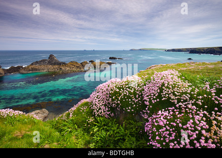 De plus en plus sur la Sea Thrift Cornish clifftops près de Porthcothan Bay, Cornwall, Angleterre. Printemps (mai) 2009 Banque D'Images