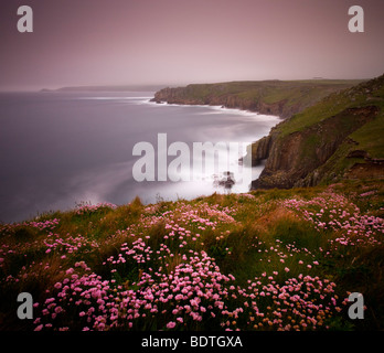 De plus en plus sur la Sea Thrift clifftops au-dessus de Land's End, Cornwall, Angleterre. Printemps (mai) 2009 Banque D'Images