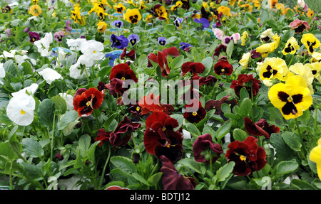 Afficher des pensées fleur en pleine floraison nom latin Viola tricolor Banque D'Images