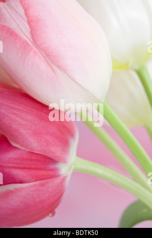 Tulipes fleurs rose Banque D'Images