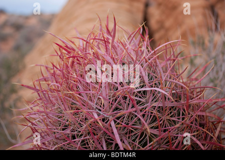 Cactus dans le désert du Nevada Banque D'Images