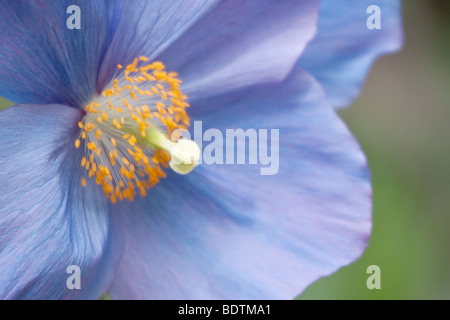 Blue Himalayan Poppy Meconopsis betonicifolia Banque D'Images