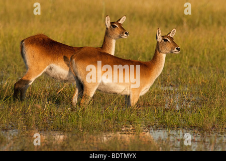 Paire d'antilopes Cobes Lechwes rouges femelle d'alerte permanent à la ensemble oreilles soulevées dans le marais de l'Okavango Delta, Botswana, Africa Banque D'Images