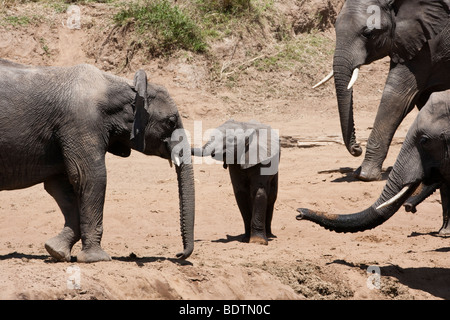 Close up of adorablement mignon petit bébé éléphant africain, hors ligne, à l'état sauvage, protégé par yeux attentifs de troupeau à river bank dans les masais Mara du Kenya Banque D'Images