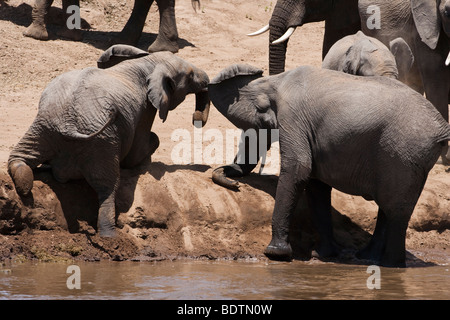 Close up 2 drôle mignon petit bébé éléphants africains jouant et peine à sortir de l'eau jusqu'à l'aide de bord de faisceaux dans le Maasai Mara du Kenya Banque D'Images