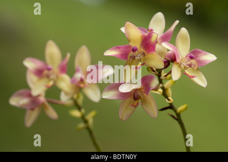 Une politique commune de orchidées vu dans la forêt tropicale. Banque D'Images