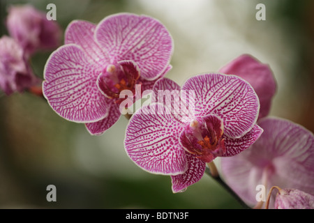 Une politique commune de orchidées vu dans la forêt tropicale. Banque D'Images