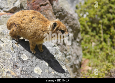 Roche Hyrax (Procavia capensis) Dassie assis sur la roche. Cape Town, Cap de bonne espérance Afrique du Sud Banque D'Images