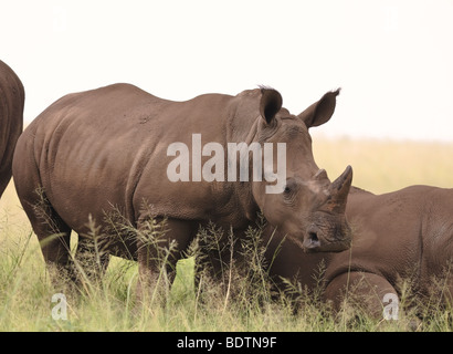 Le rhinocéros blanc (Ceratotherium simum) square-lipped rhinoceros se trouve dans la prairie du parc national Kruger en Afrique du Sud Banque D'Images