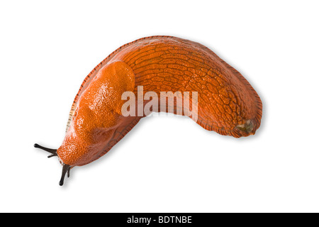 Une limace rouge (Arion rufus) photographiés en studio. Limace rouge (Arion rufus) photographiée en studio. Banque D'Images