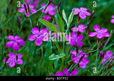 Rose de jeune fille (Dianthus deltoides) Banque D'Images