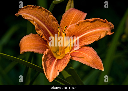 L'hémérocalle (Hemerocallis fulva orange) Banque D'Images