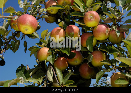 Breaburn, Aepfel am Baum, Bayern, Deutschland, la pomme sur l'arbre, Bavière, Allemagne Banque D'Images