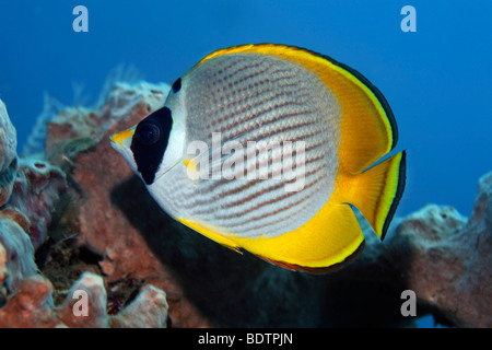 Papillons (Chaetodon adiergastos philippine) en face de l'éponge, Bali, moindre petites îles, la mer de Bali, Indonésie, Indian Oc Banque D'Images