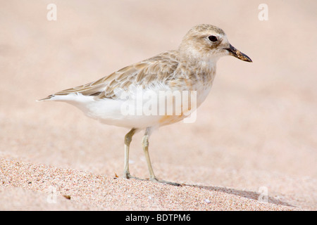 Charadrius bicinctus « récent bagués Plove Montagne Banque D'Images