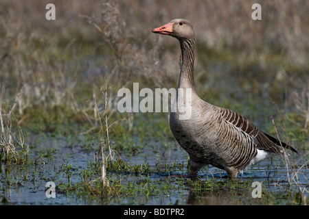 Greylag Goose Lake duemmer voir l'Allemagne Banque D'Images