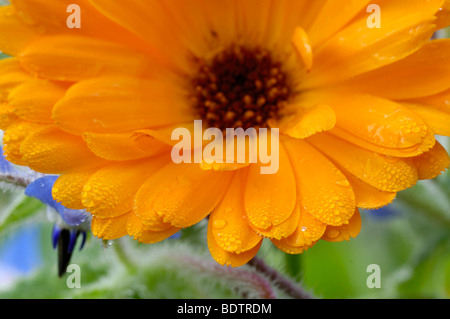 Jardin Marigold, Gemeine Ringelblume, Calendula officinalis, Klostermedizin Apothekerkraeuter Heilkraeuter,,, Détail Banque D'Images