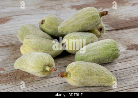 Le pêcher, Prunus persica, Persica vulgaris, Pfirsich, Weinberg Banque D'Images