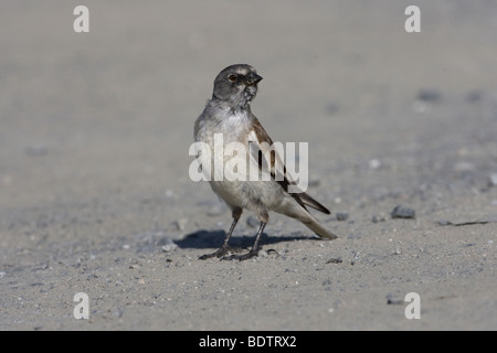 White-winged Snowfinch Montifringilla nivalis Banque D'Images