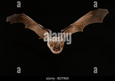 Myotis myotis, une plus grande chauve-souris de la souris Banque D'Images