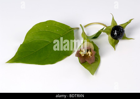 Belladone, baies, fleurs et quitter / (Atropa bella-donna) Banque D'Images