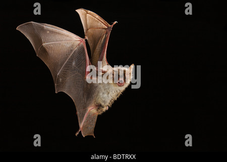 Myotis myotis, une plus grande chauve-souris de la souris Banque D'Images