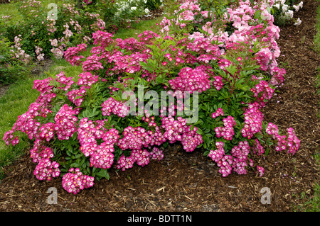 Rosier arbustif, Rosa, spéc. Strauchrose Yersterday, rouge Banque D'Images