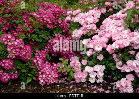 Rosier arbustif, Rosa spec. Strauchrose, Angela, hier rouge Banque D'Images