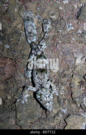 Uruplatus fimbriatus, gecko à queue de feuille, Madagascar, Afrique Banque D'Images