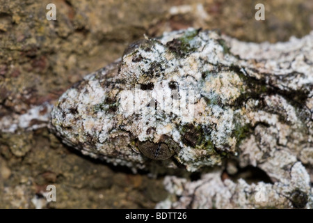 Uruplatus fimbriatus, gecko à queue de feuille, Madagascar, Afrique Banque D'Images