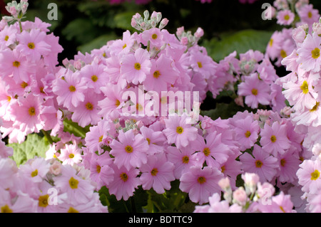 'Primrose Fée Rose Prima Amélioré' (Primula malacoides) Banque D'Images