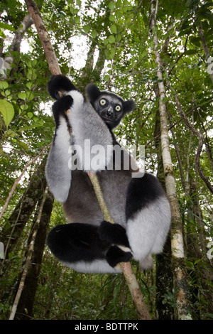 Indri, l'Indri Indri, Madagaskar, Afrika, Babakoto, Madagascar, Afrique Banque D'Images