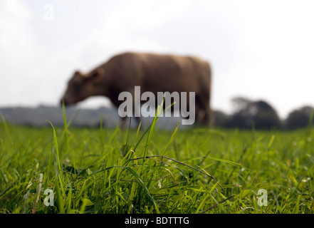 Vache en foyer de champ sur l'herbe en premier plan Banque D'Images