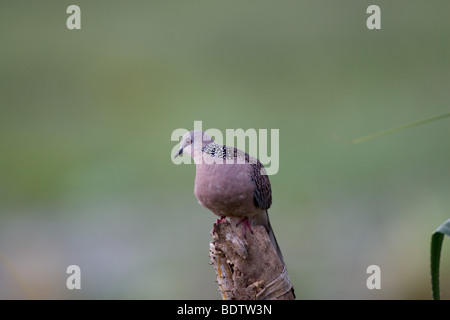 Spotted Dove (Streptopelia chinensis) également connu sous le nom de la tortue ponctuée Dove photographié au Sri Lanka Banque D'Images