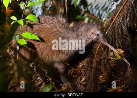 Brown Kiwi Apteryx australis,, des profils, des forêts de Kauri. Trounson Kauri Park Scenic Reserve, Northland, North Island, New Zealand Banque D'Images