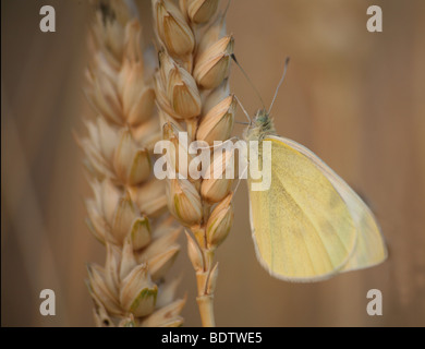 Kleiner Kohlweissling, Pieris rapae, petit blanc, petit blanc du chou Banque D'Images