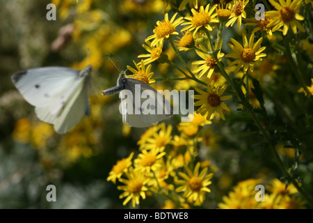 Kleiner Kohlweissling, Pieris rapae, petit blanc, petit blanc du chou Banque D'Images