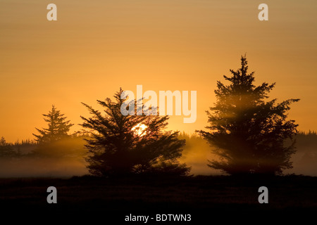 Rotfichten im Morgenlicht, l'épinette de Norvège dans le soleil du matin (Picea abies) Banque D'Images