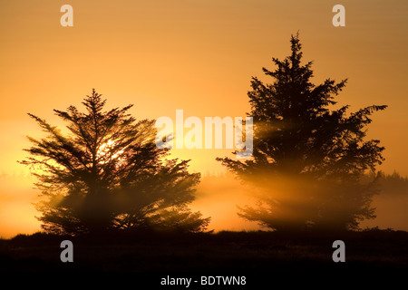 Rotfichten im Morgenlicht, l'épinette de Norvège dans le soleil du matin (Picea abies) Banque D'Images