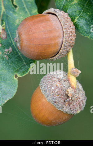 - Eicheln Fruechte der Stieleiche / glands - fruits de chêne pédonculé Quercus robur / - (Quercus walkeri) Banque D'Images