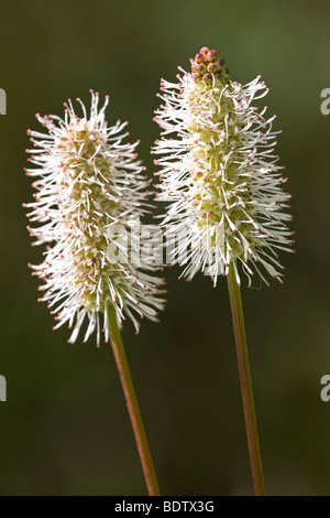 Kanadisches Blutauge / Burnett canadien / Sanguisorba canadensis Banque D'Images