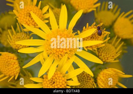 / Jakobs-Greiskraut - Séneçon puant (Willie) / Senecio jacobaea - (jacobaea vulgaris) Banque D'Images