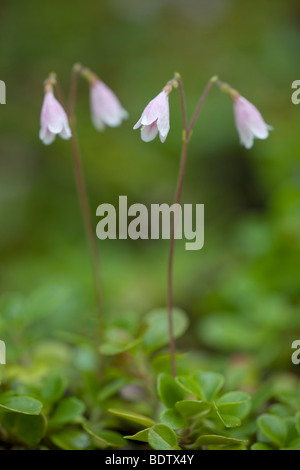 - Erdgloeckchen Moosgloeckchen () / / Linnaea borealis Twinflower Banque D'Images